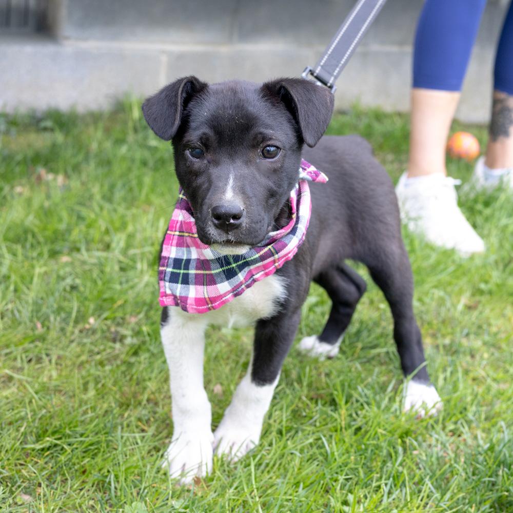Enlarge Rosemary  (Female)   , a Adoptable mixed breed in West Grove, PA image 5/6