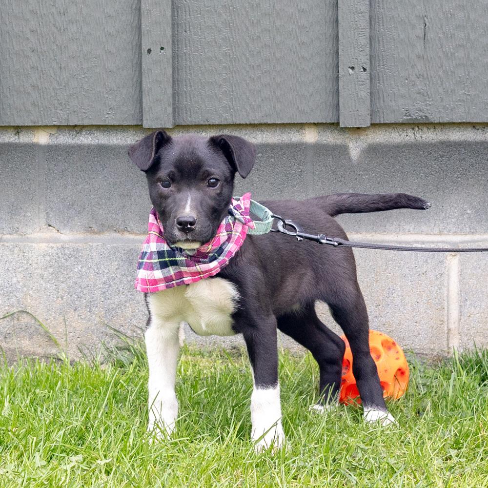 Enlarge Rosemary  (Female)   , a Adoptable mixed breed in West Grove, PA image 4/6