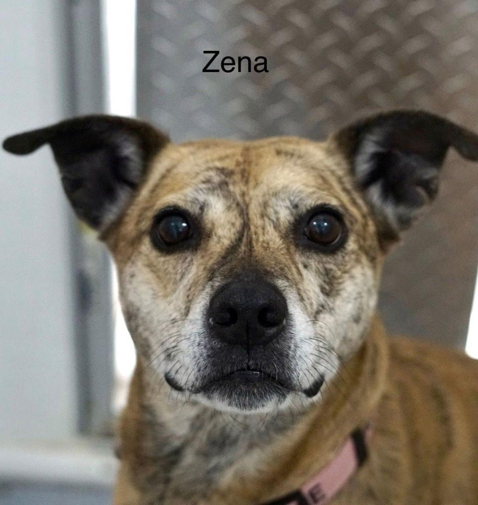 Zena, Adoptable, Adult Female Staffordshire Bull Terrier.