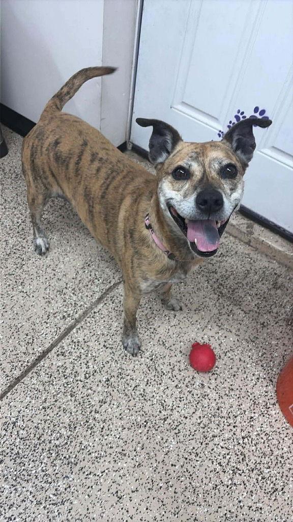 Enlarge Zena, a Adoptable Staffordshire Bull Terrier in Saint George, UT image 2/3