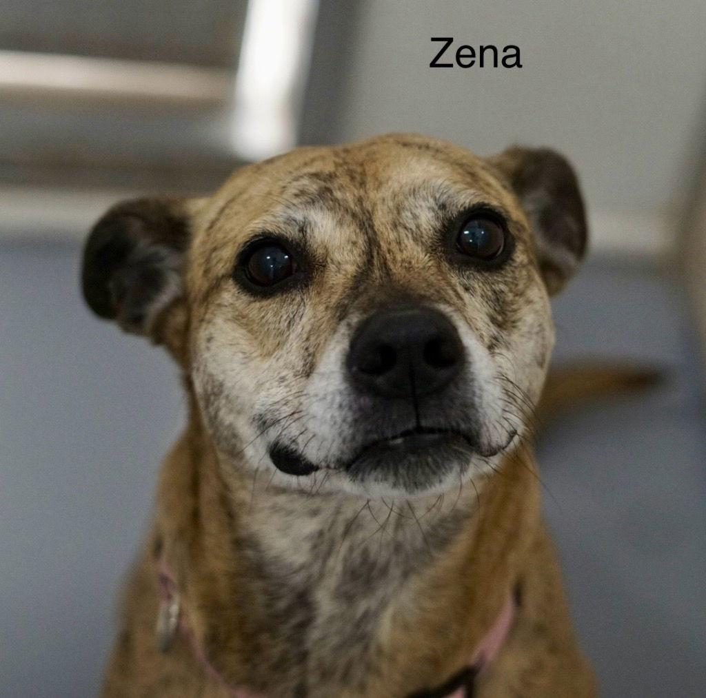 Enlarge Zena, a Adoptable Staffordshire Bull Terrier in Saint George, UT image 3/3