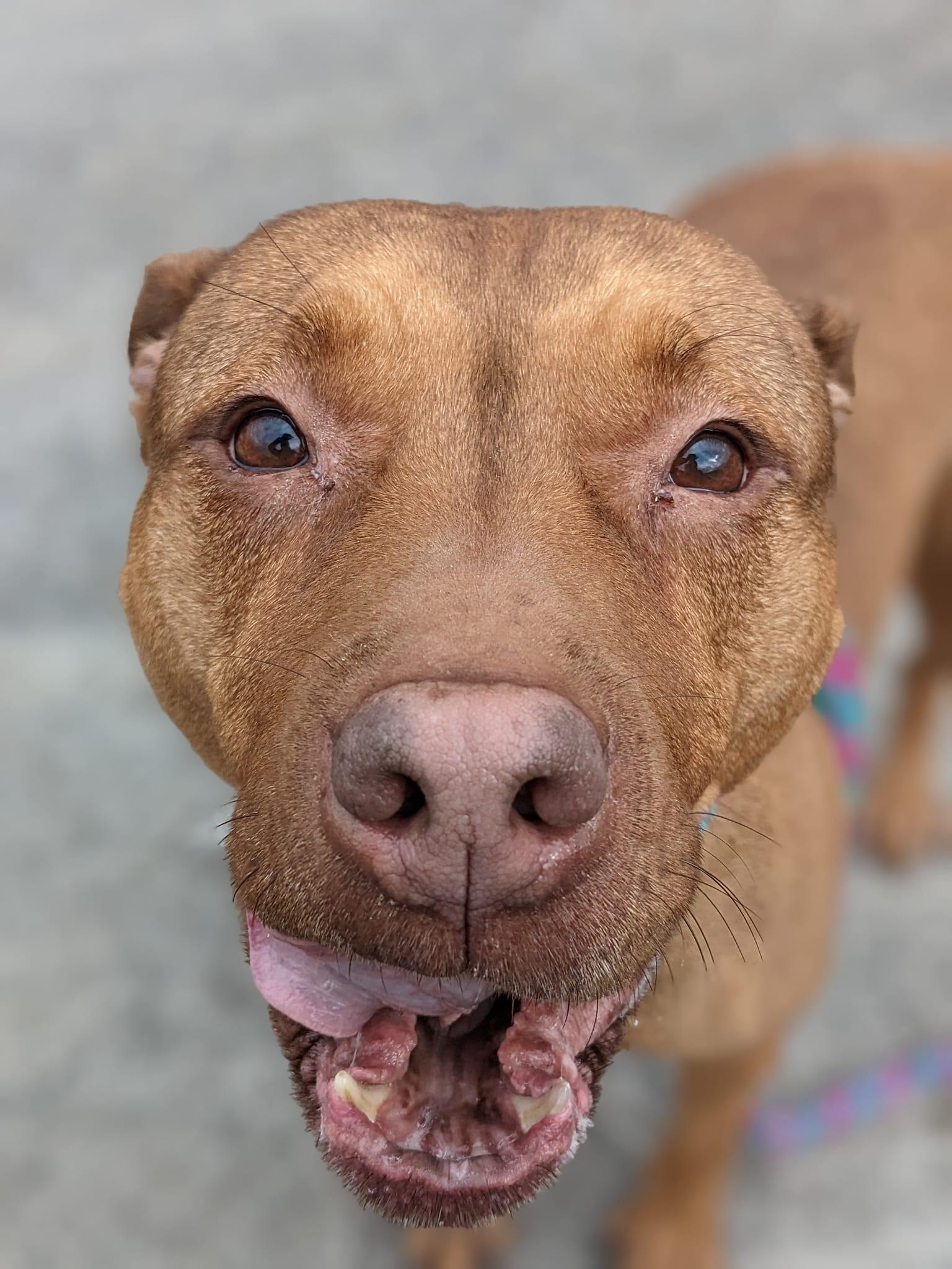 Petfinder Syracuse Ny - wgl64vu