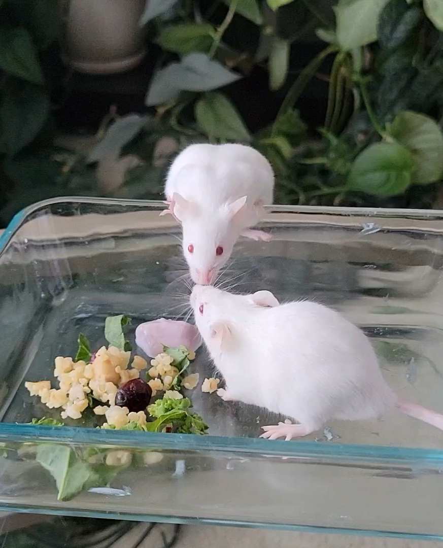 Acorn, Adopted, Young Female Mouse.