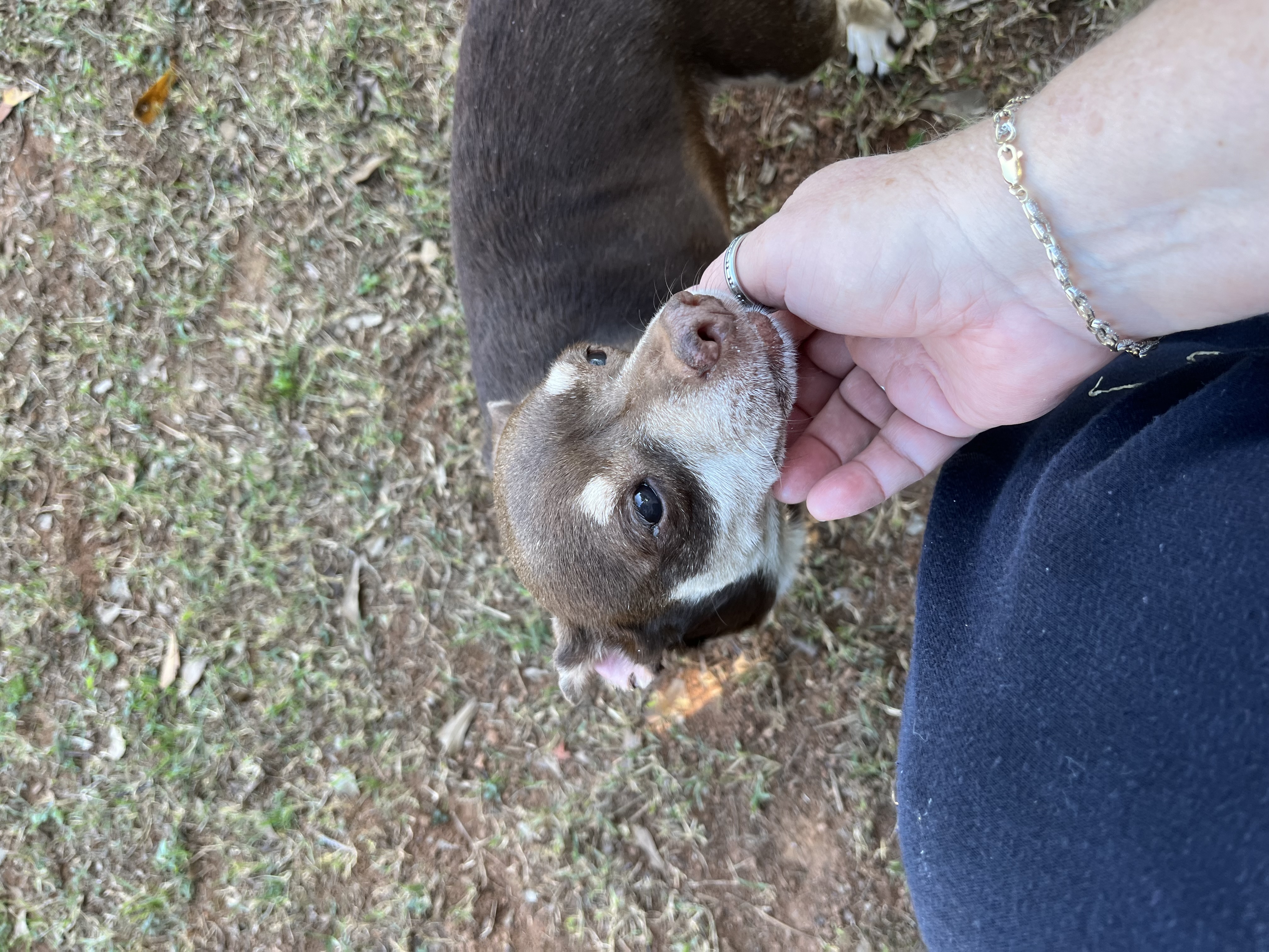 Stitch, Adoptable, Adult Male Chihuahua.