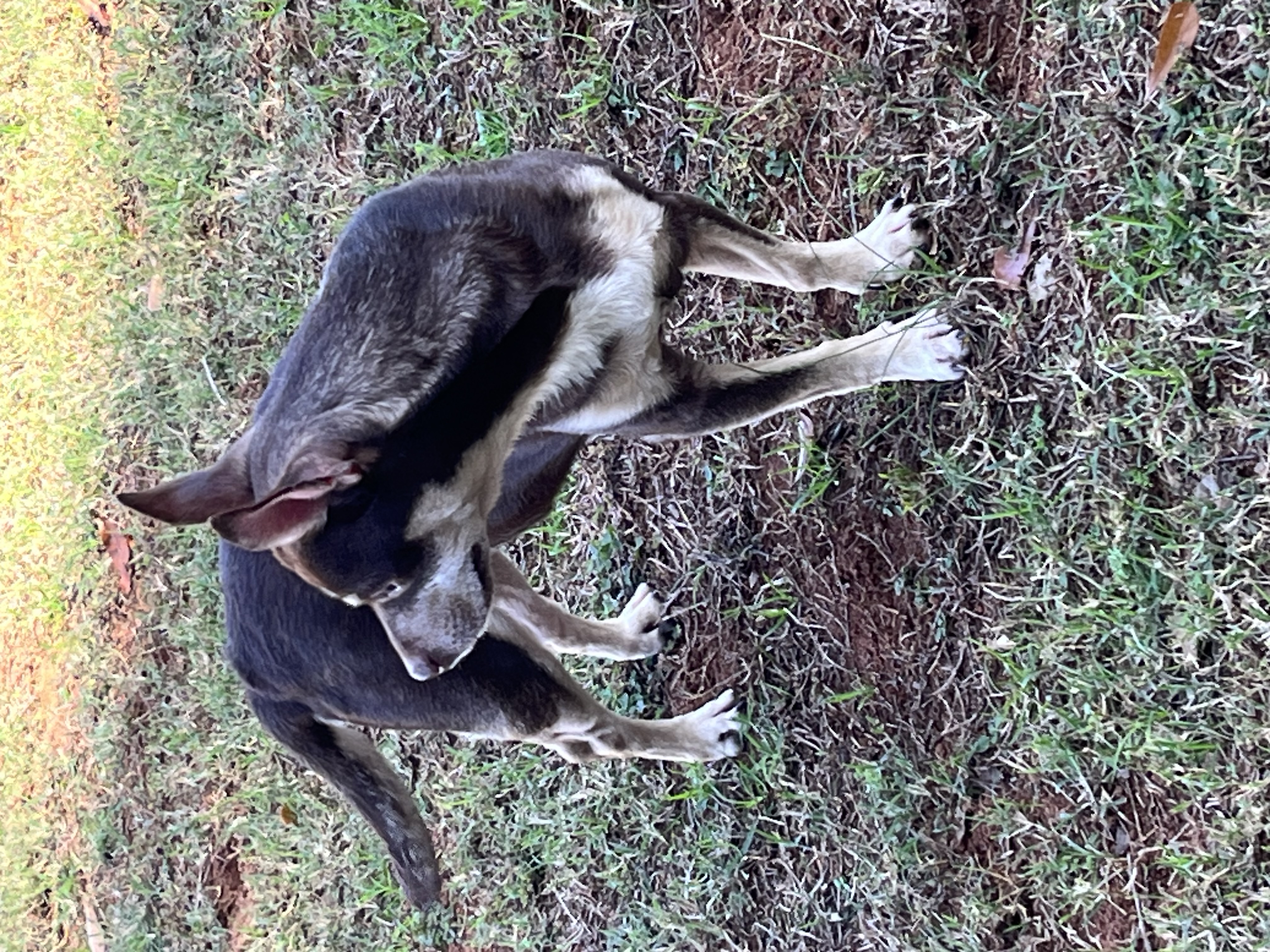Stitch, a Adoptable mixed breed in Woodruff, SC image 2/5
