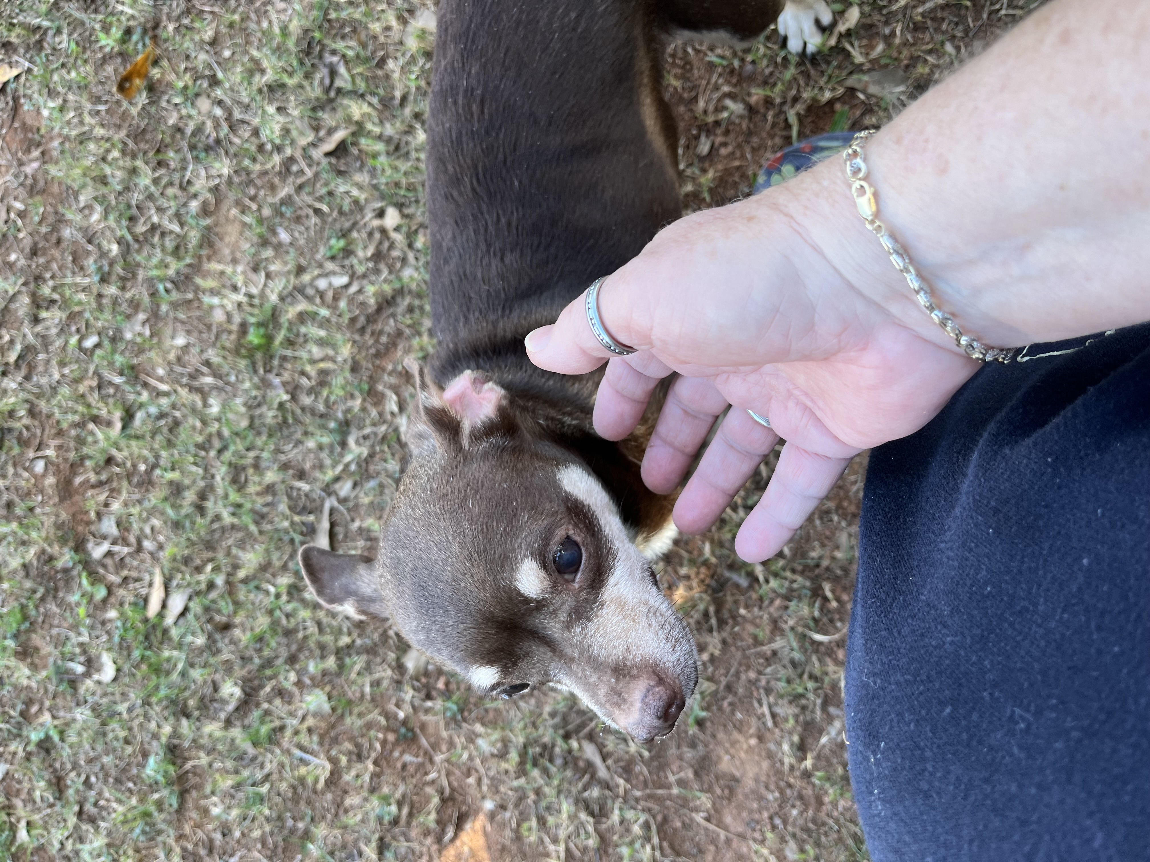 Stitch, a Adoptable mixed breed in Woodruff, SC image 3/5