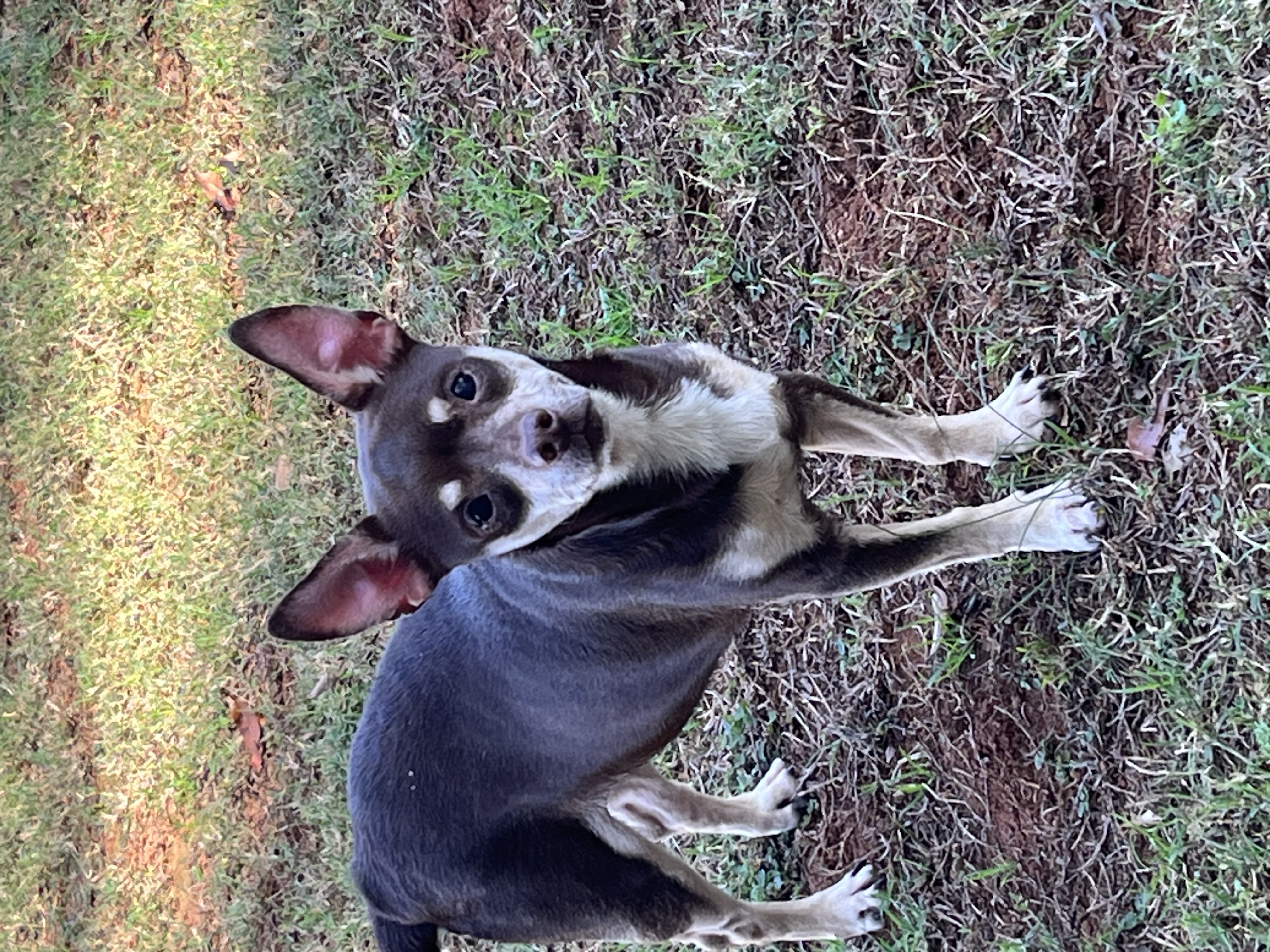 Stitch, a Adoptable mixed breed in Woodruff, SC image 4/5