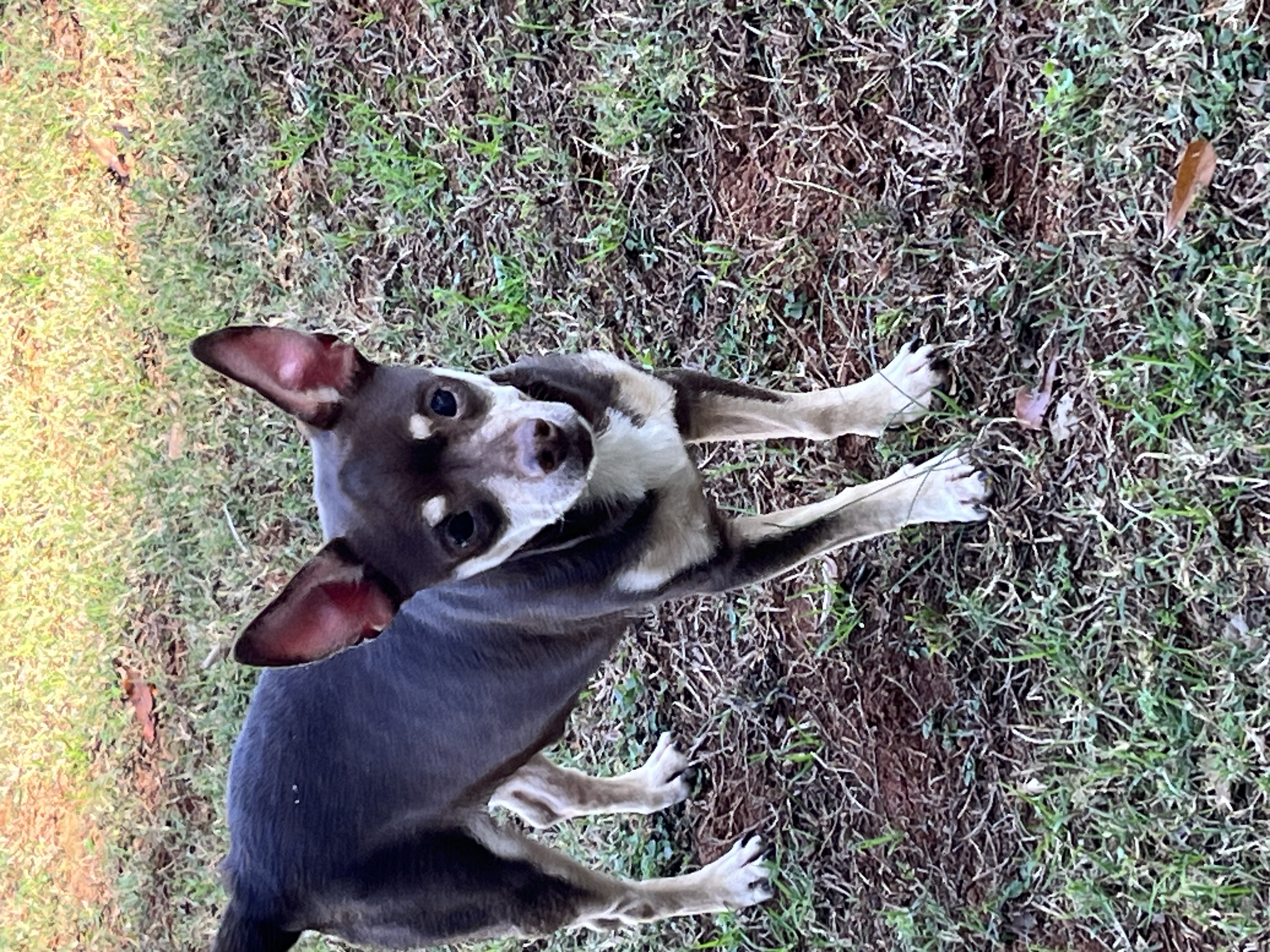Stitch, a Adoptable mixed breed in Woodruff, SC image 5/5