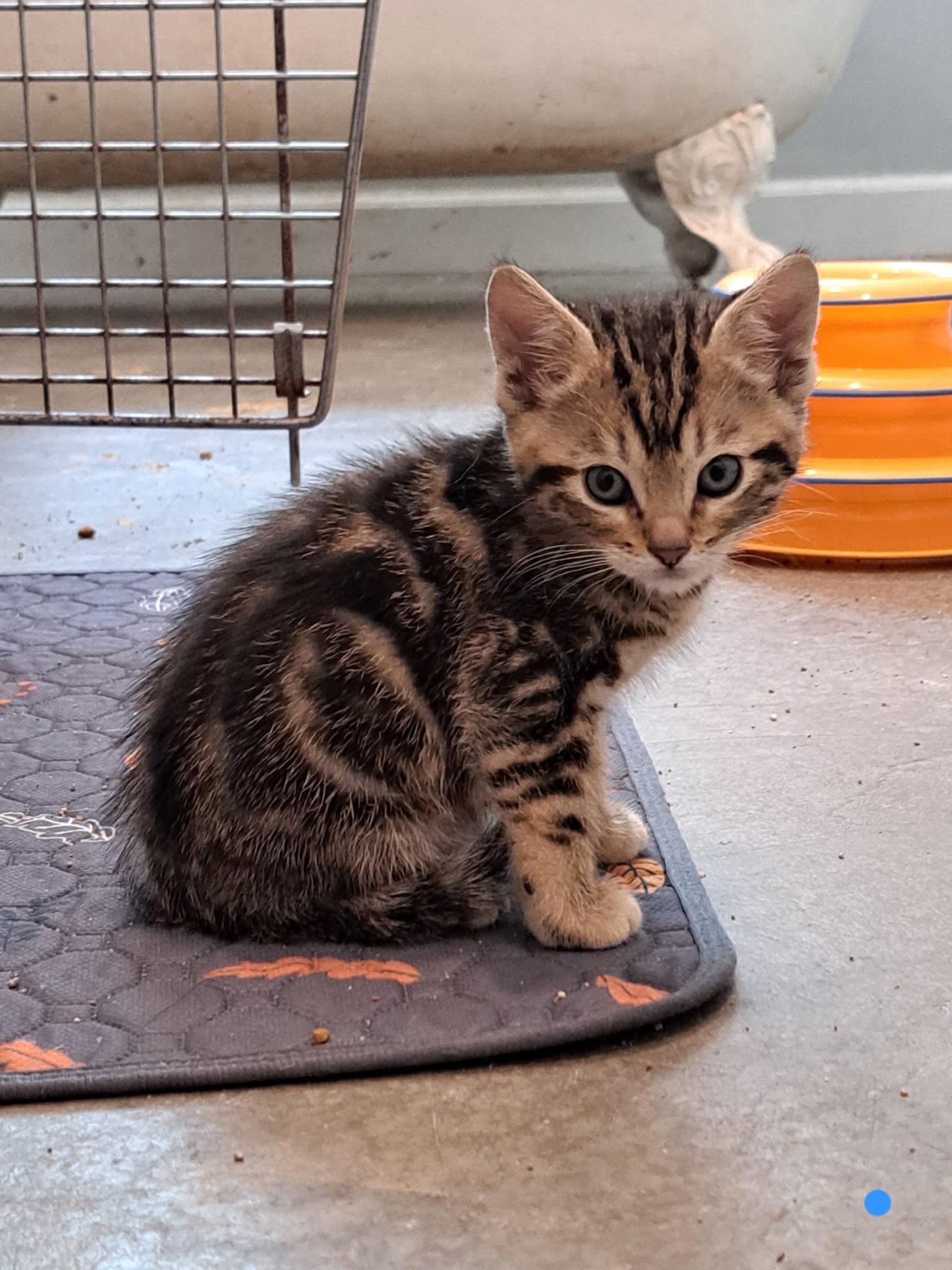 Kittens, an adopted American Shorthair in Agua Dulce, CA image 2/5