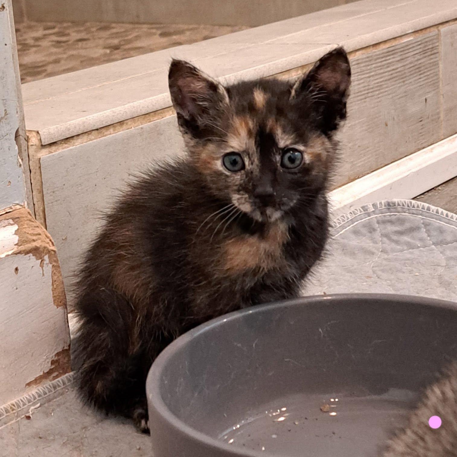 Kittens, adopted, Kitten Female American Shorthair.