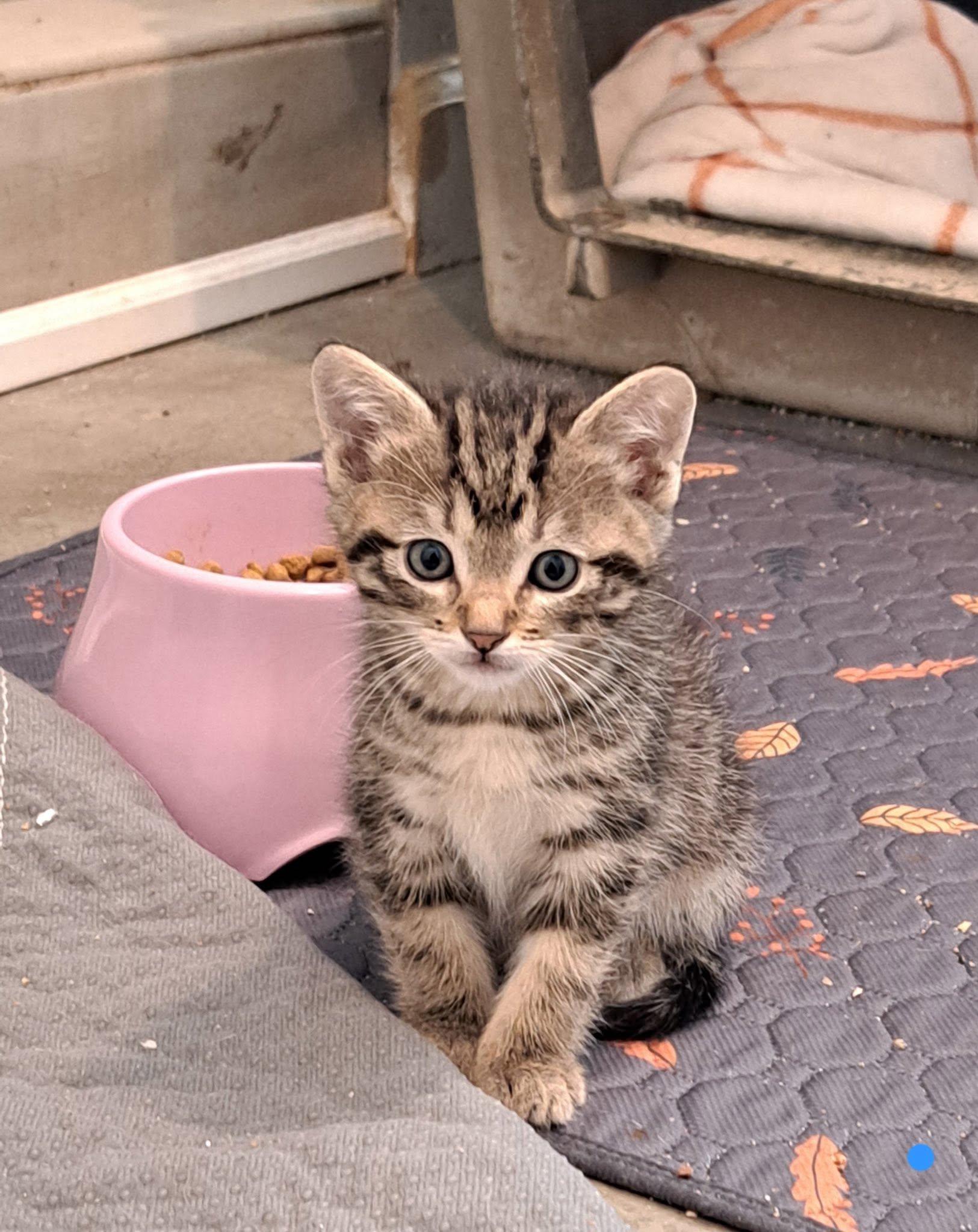 Kittens, an adopted American Shorthair in Agua Dulce, CA image 4/5