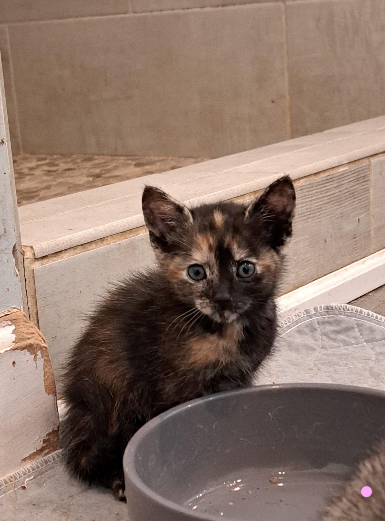 Kittens, an adopted American Shorthair in Agua Dulce, CA image 3/5