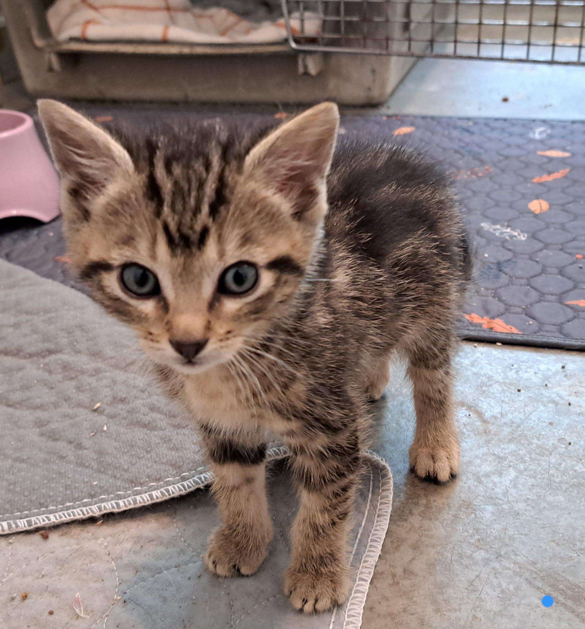 Kittens, an adopted American Shorthair in Agua Dulce, CA image 5/5