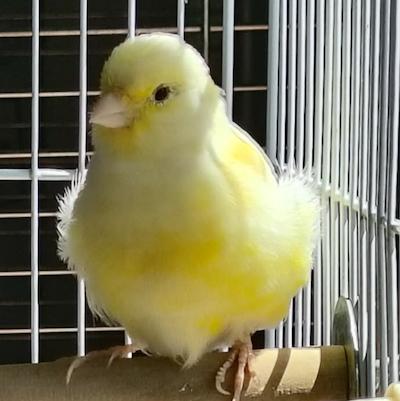 Elliot, a ADOPTABLE Canary in Alexander, NC image 1/4