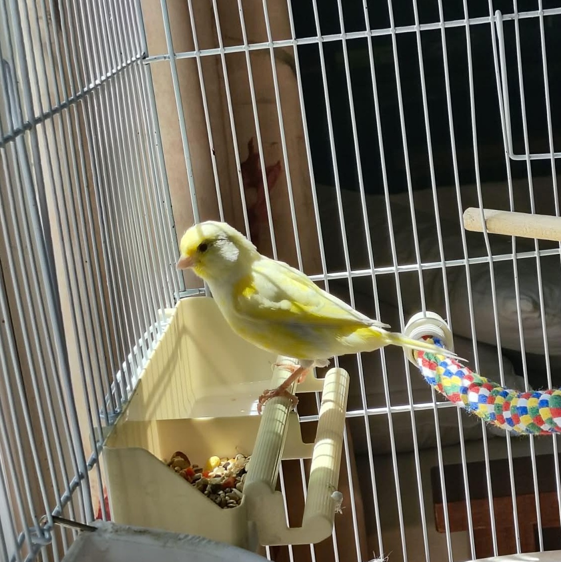 Elliot, a ADOPTABLE Canary in Alexander, NC image 3/4