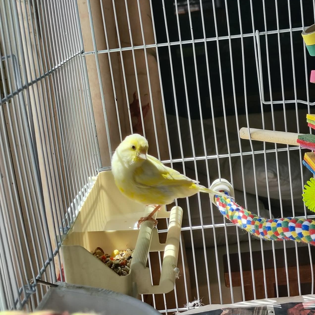 Elliot, a ADOPTABLE Canary in Alexander, NC image 4/4