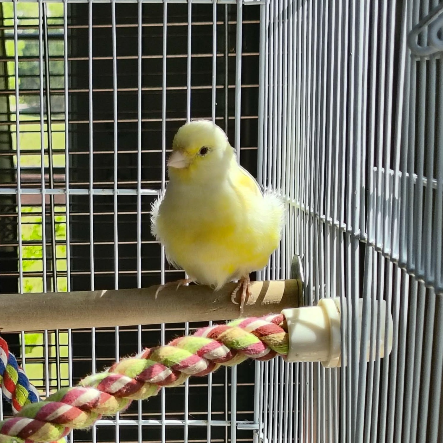 Elliot, a ADOPTABLE Canary in Alexander, NC image 2/4