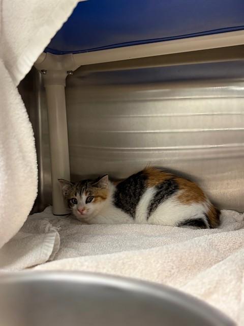 SISSY, Adoptable, Kitten Female Domestic Short Hair.