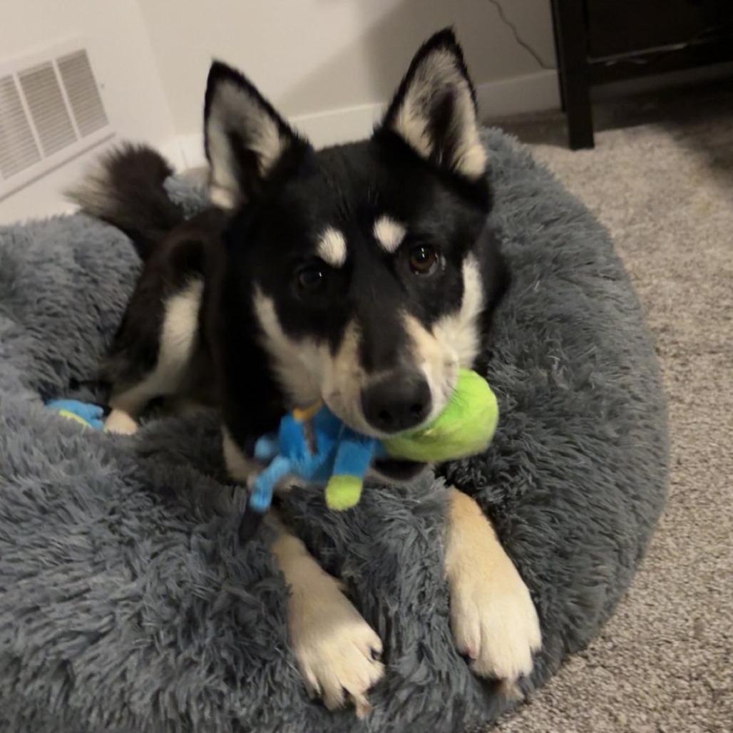 Tallulah, Adoptable, Adult Female Mixed Breed.