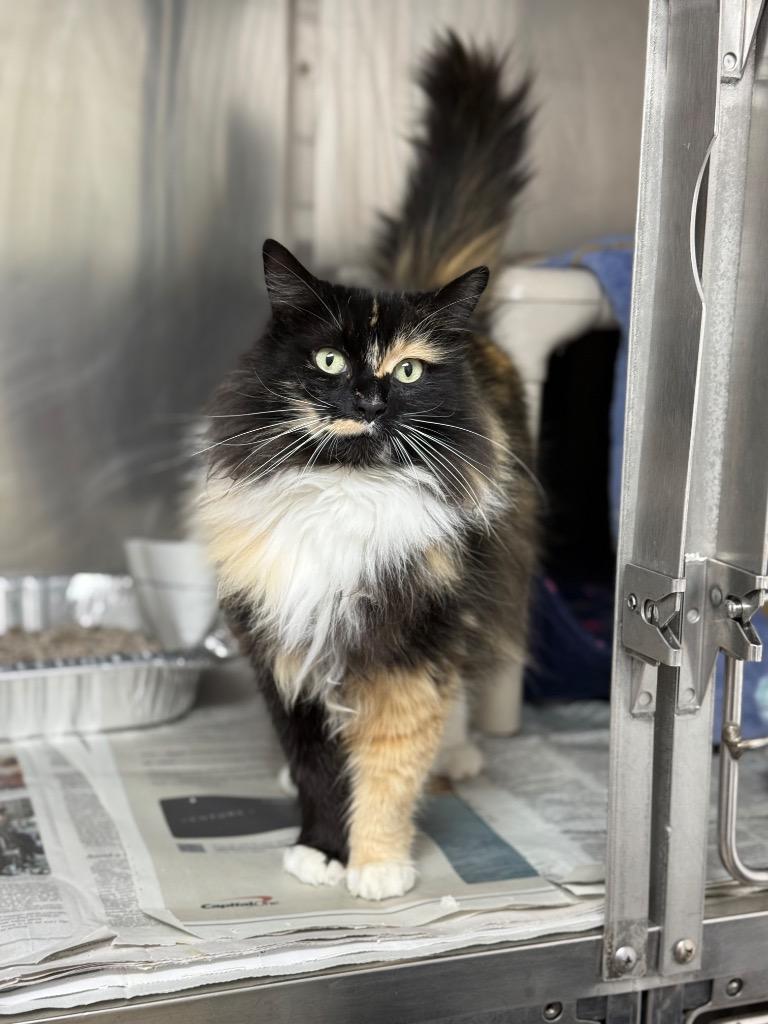 Enlarge Pelusa, a Adoptable mixed breed in Detroit, MI image 2/2