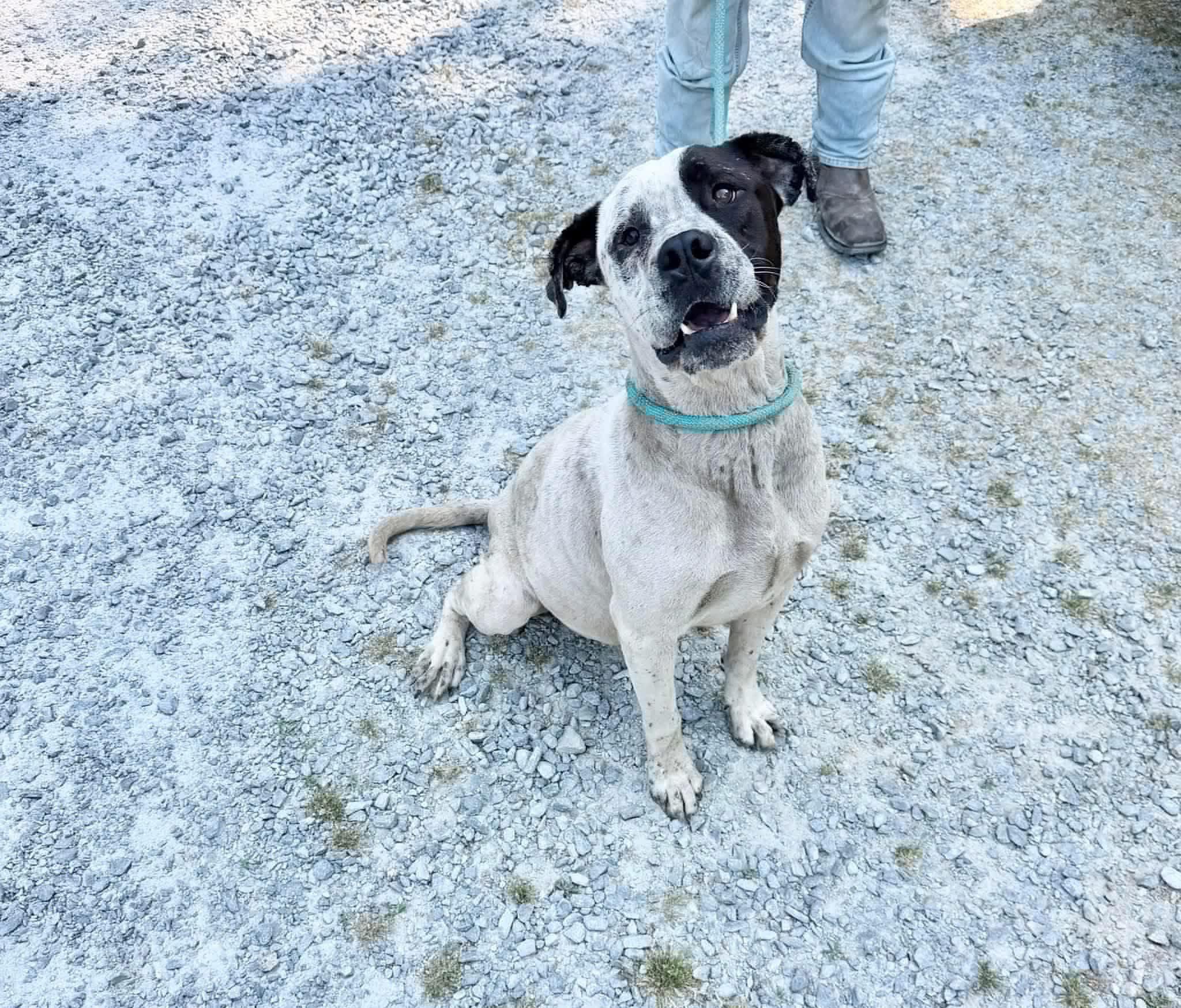 Enlarge Douglas, a ADOPTABLE Mixed Breed in Elizabethtown, NC image 1/1