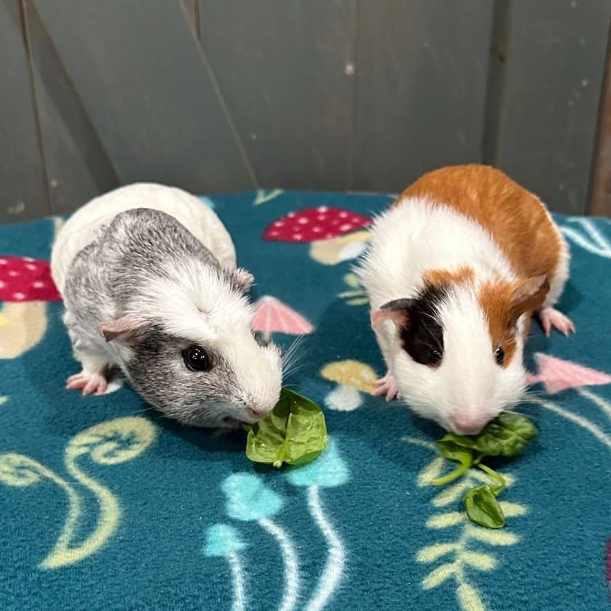 Guinea Pig Bonded Pair 2, Adoptable, Adult Male Guinea Pig.