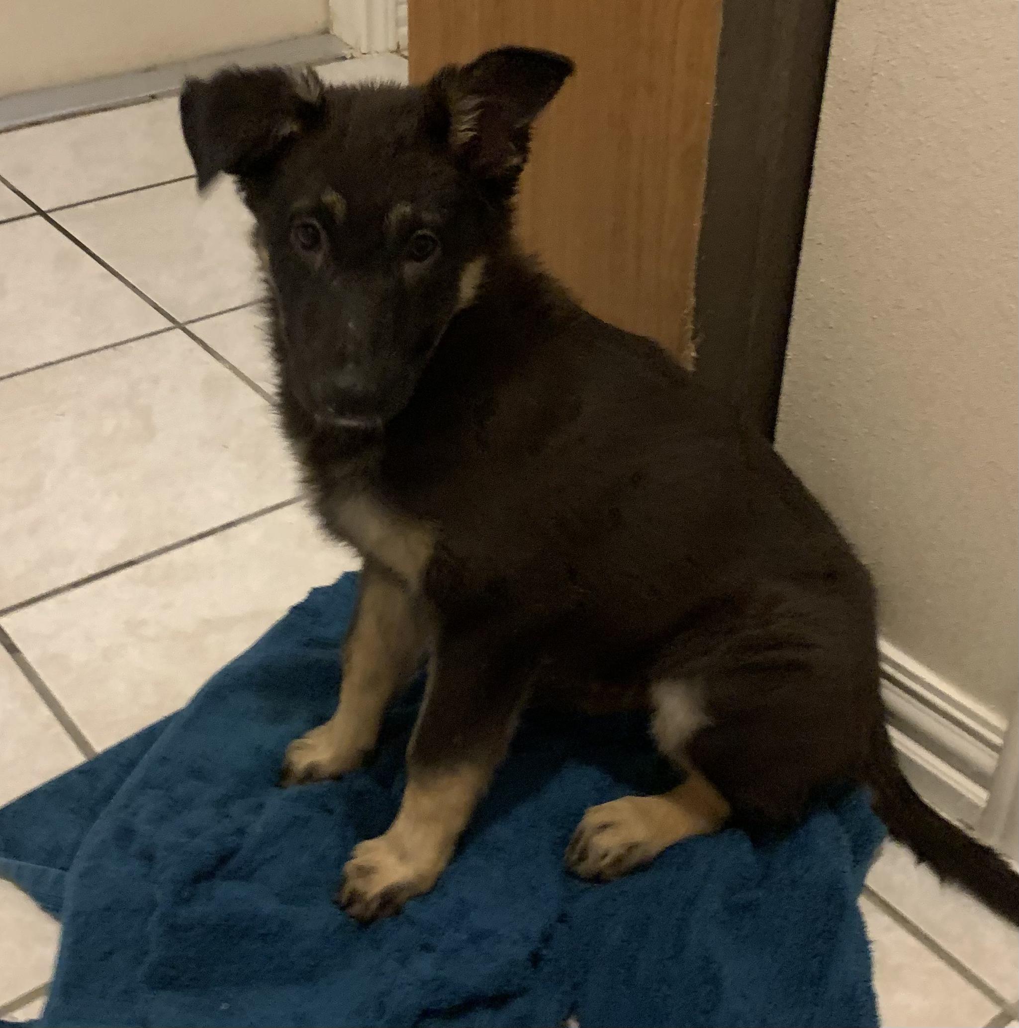 Stella, Adoptable, Young Female German Shepherd Dog & Australian Cattle Dog / Blue Heeler.