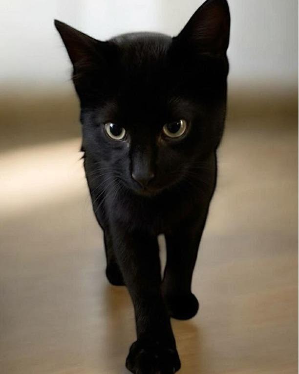 Enlarge SMUDGE, an adopted Domestic Short Hair in Flint, TX image 2/2