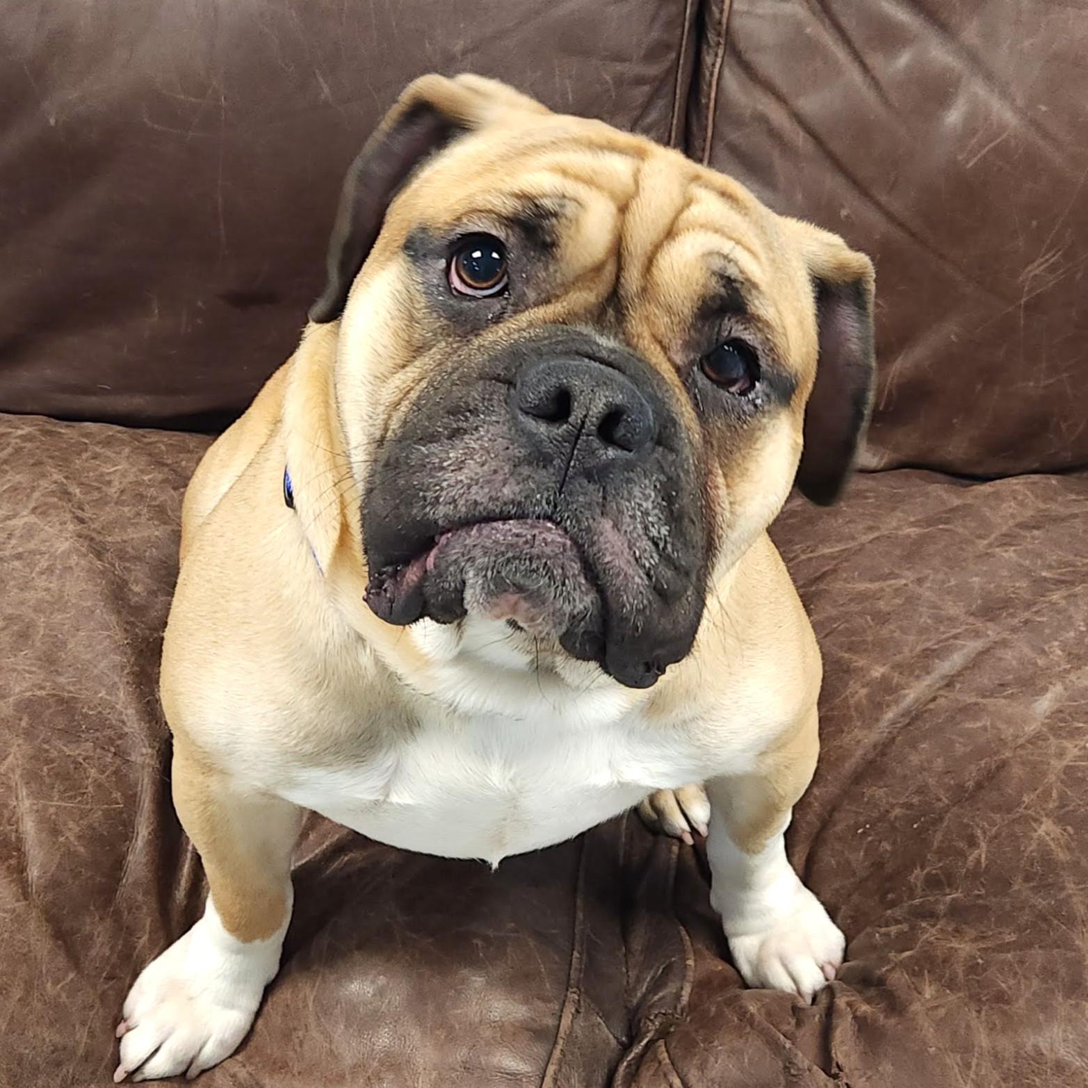 Tank, Adoptable, Adult Male American Bulldog.