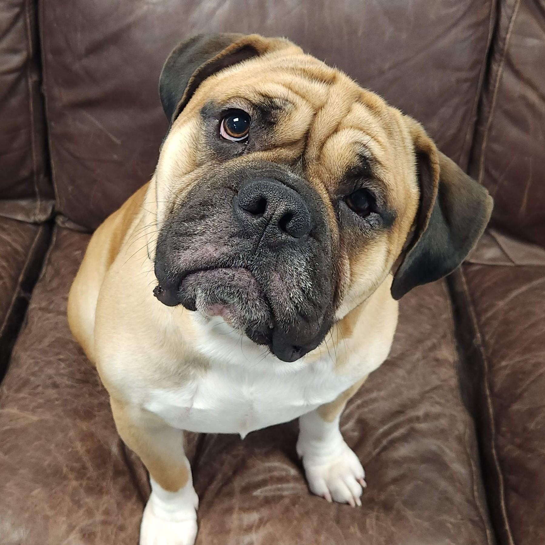 Tank, a Adoptable mixed breed in Marshfield, WI image 2/6