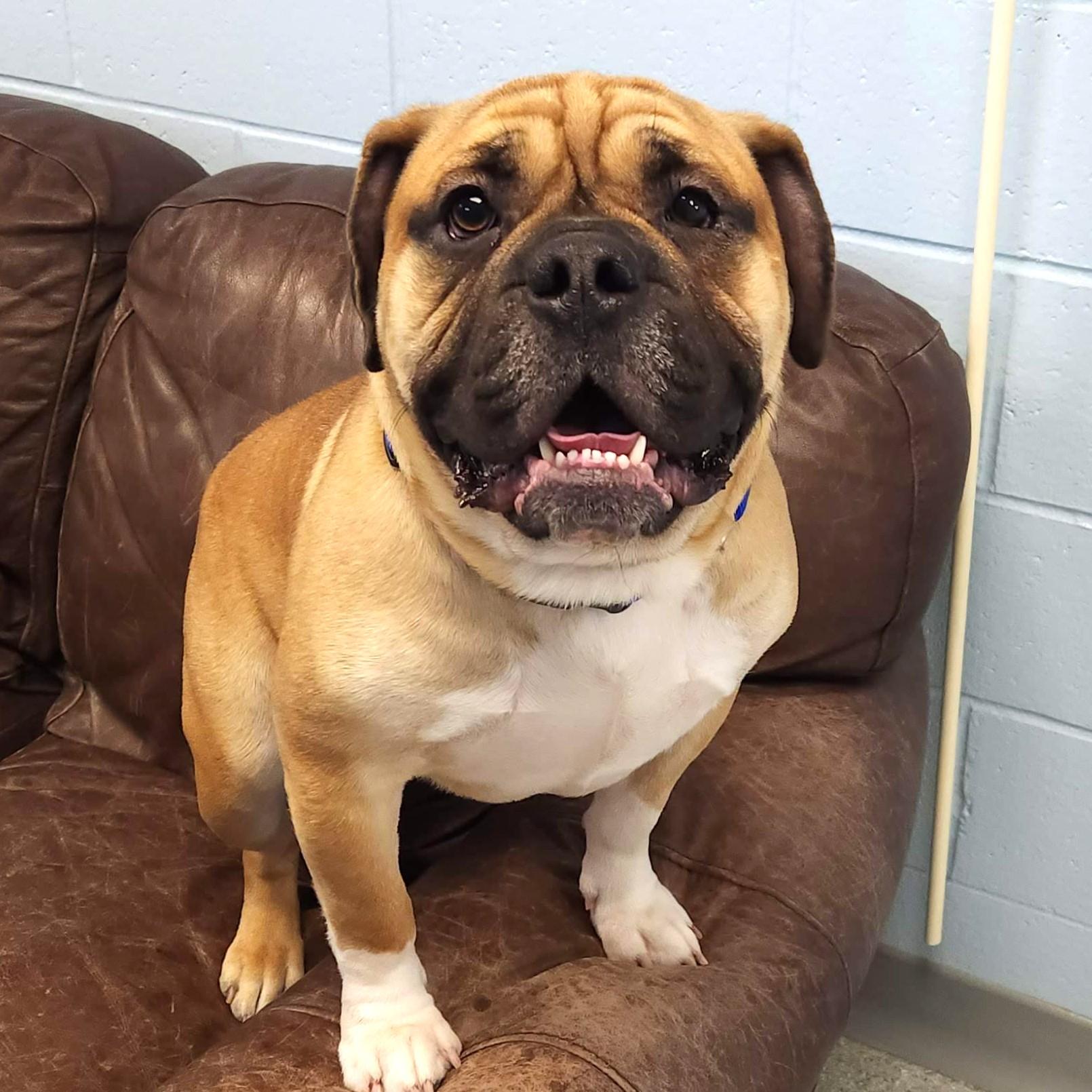 Tank, a Adoptable mixed breed in Marshfield, WI image 3/6