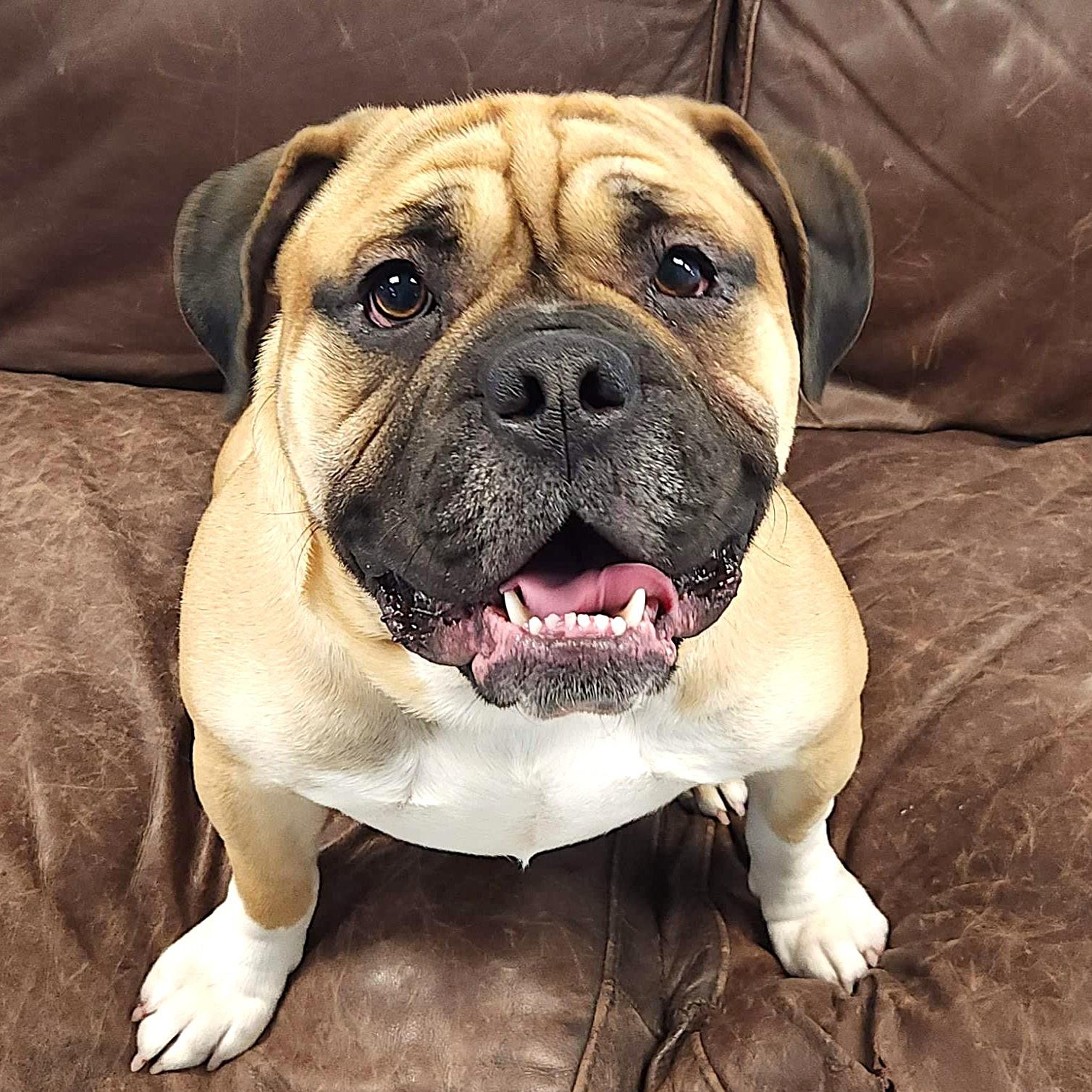 Tank, a Adoptable mixed breed in Marshfield, WI image 4/6