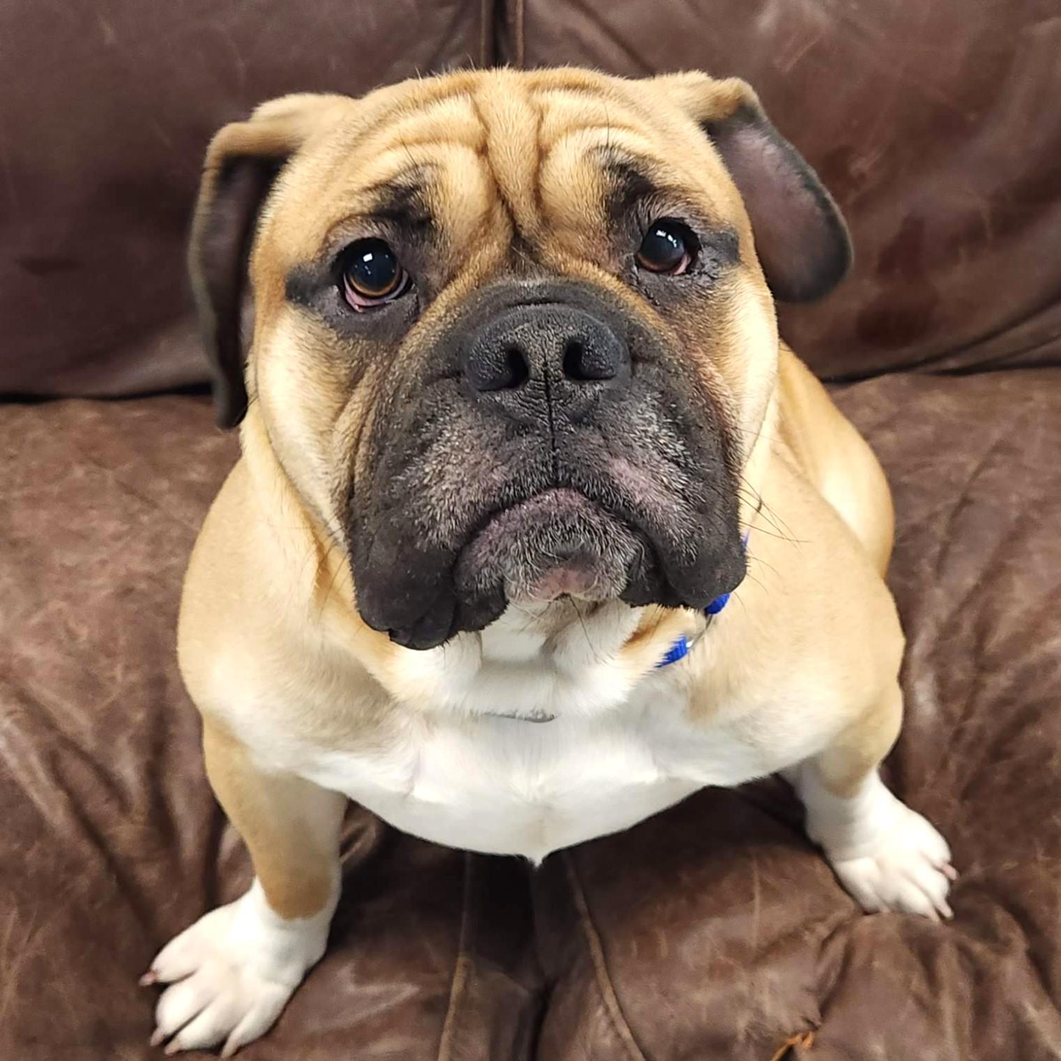 Tank, a Adoptable mixed breed in Marshfield, WI image 5/6