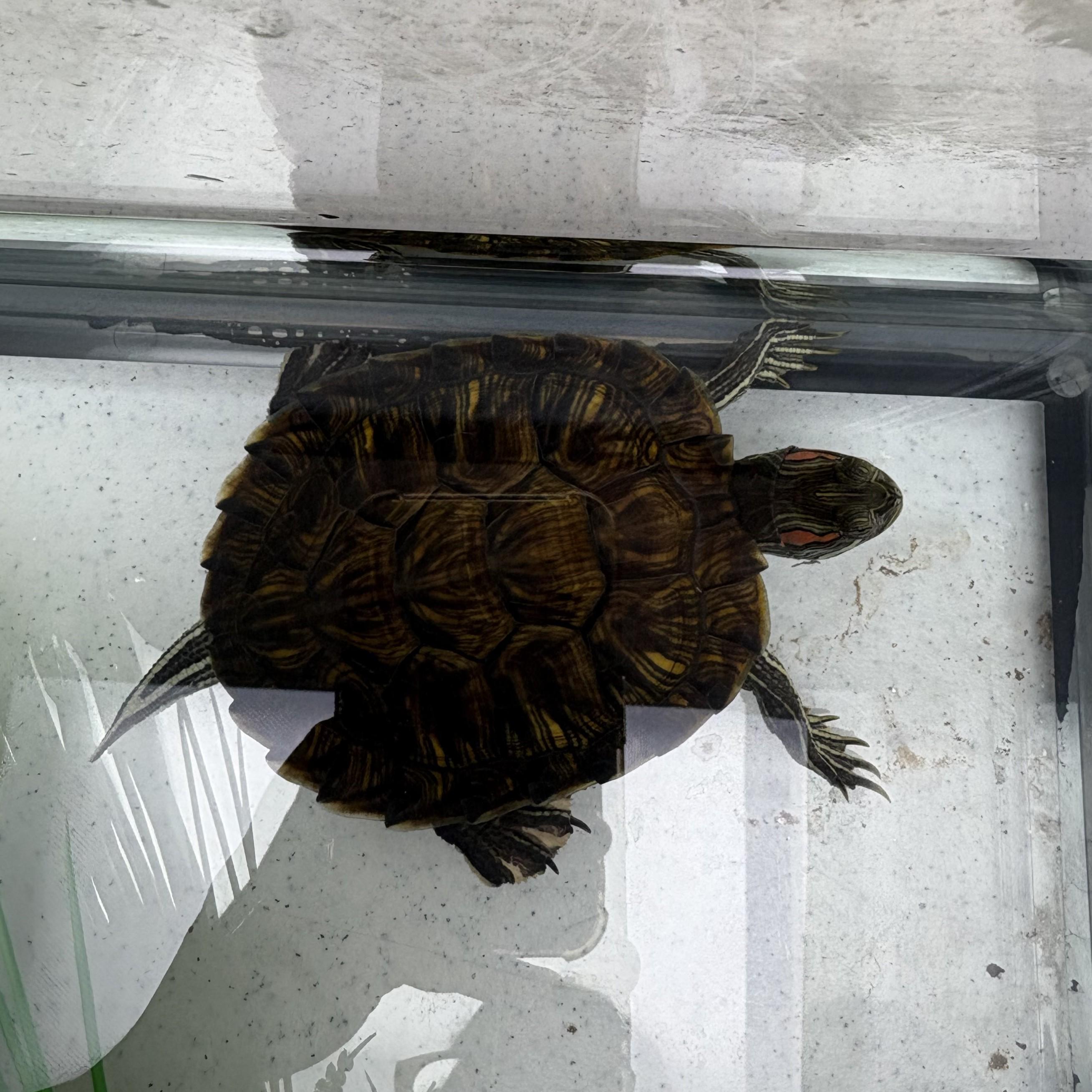 Pearl- 53559, a ADOPTABLE Red-Eared Slider in Columbia, MD image 3/3