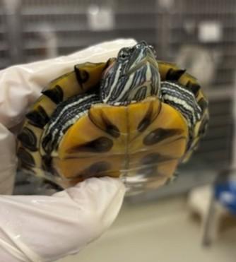Pearl- 53559, a ADOPTABLE Red-Eared Slider in Columbia, MD image 1/3
