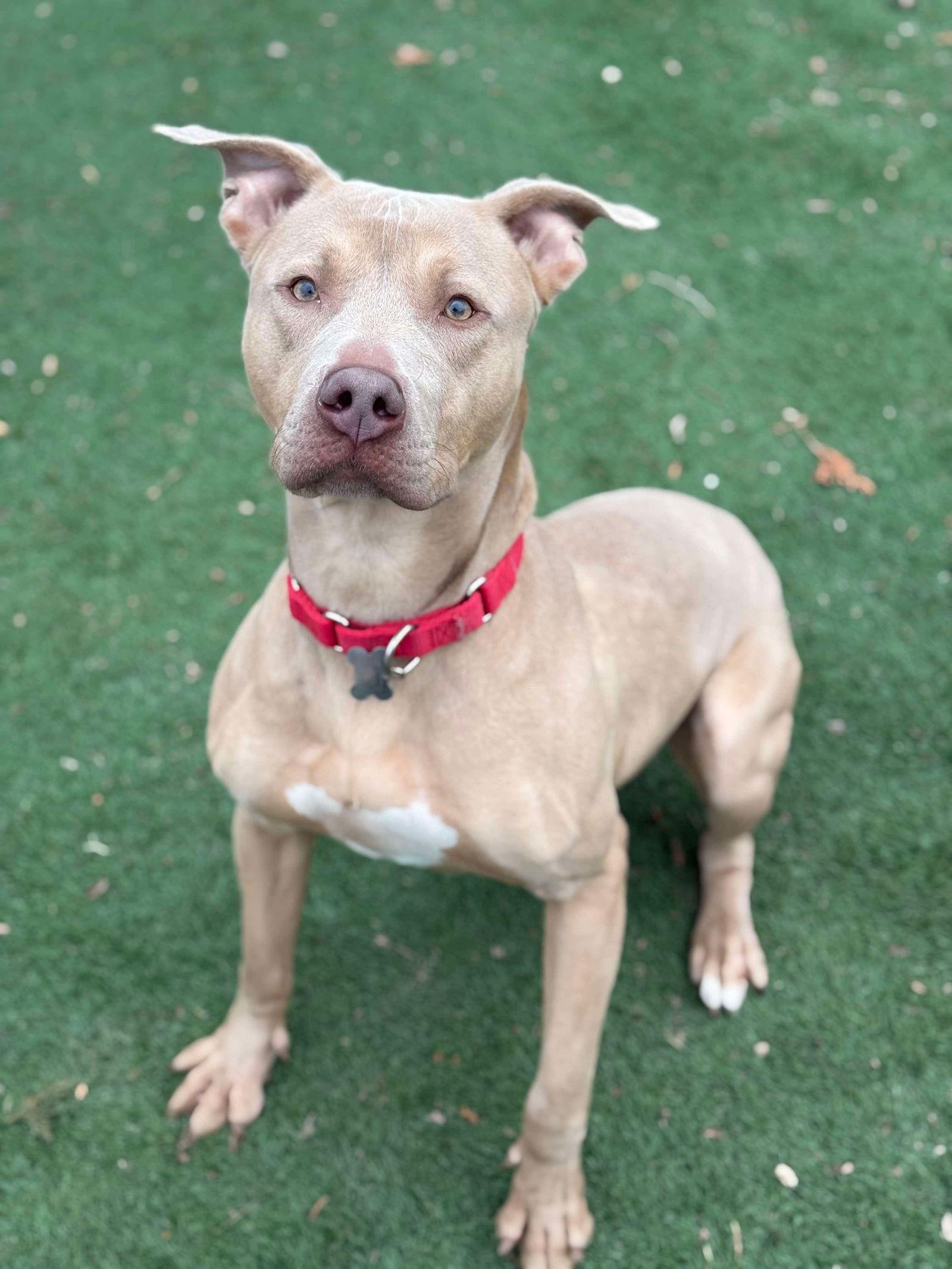 Chase, Adoptable, Adult Male Pit Bull Terrier.