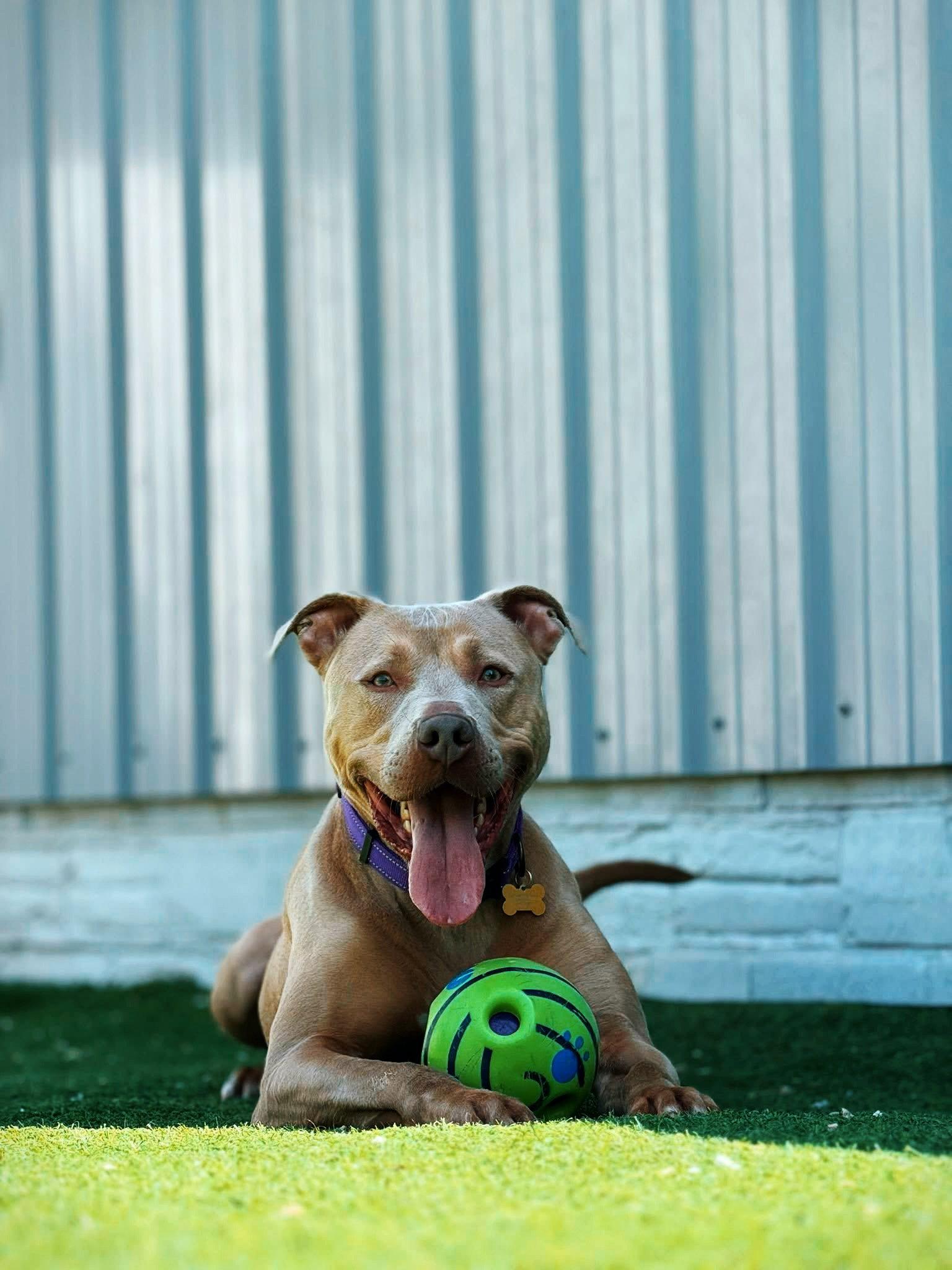 Enlarge Chase, a Adoptable Pit Bull Terrier in Cedar Rapids, IA image 2/3