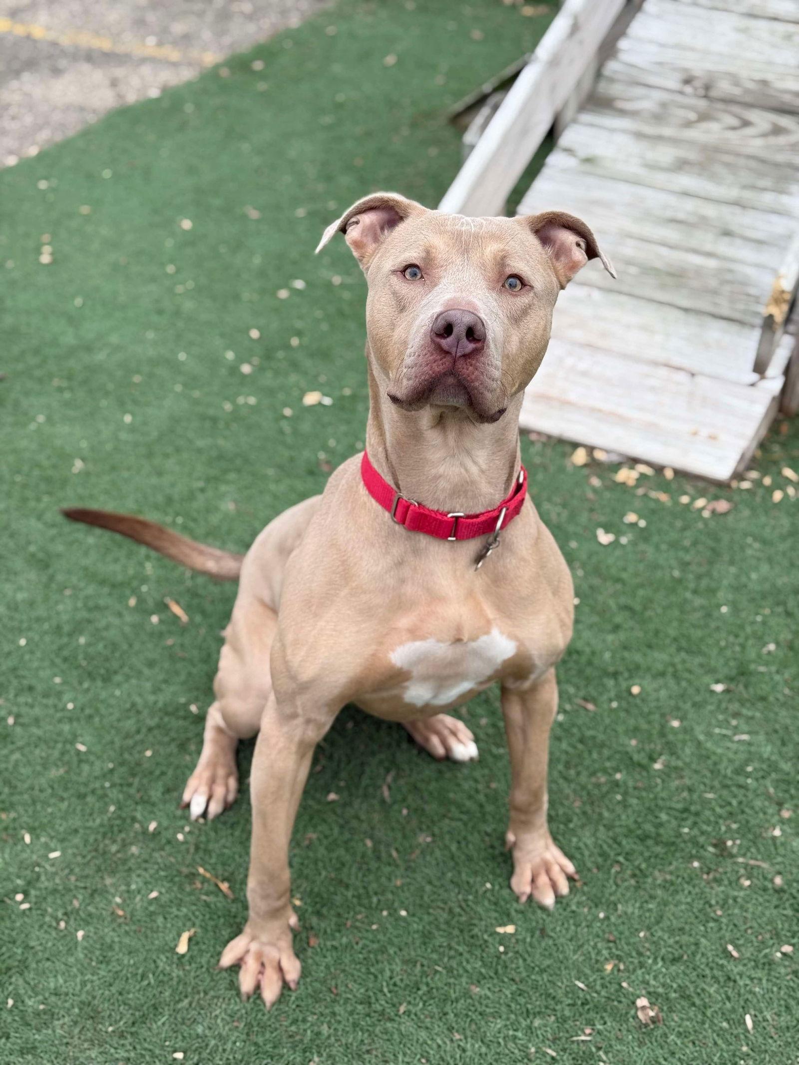 Enlarge Chase, a Adoptable Pit Bull Terrier in Cedar Rapids, IA image 3/3