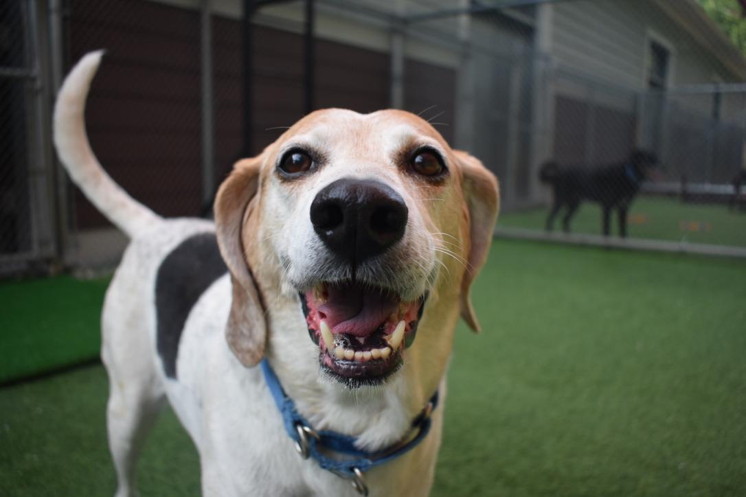 Enlarge Ghost, a Adopted Treeing Walker Coonhound in Mechanic Falls, ME image 2/3