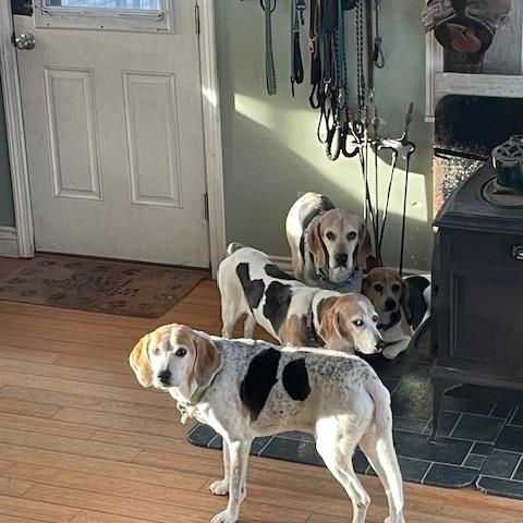 Enlarge Ghost, a Adopted Treeing Walker Coonhound in Mechanic Falls, ME image 3/3