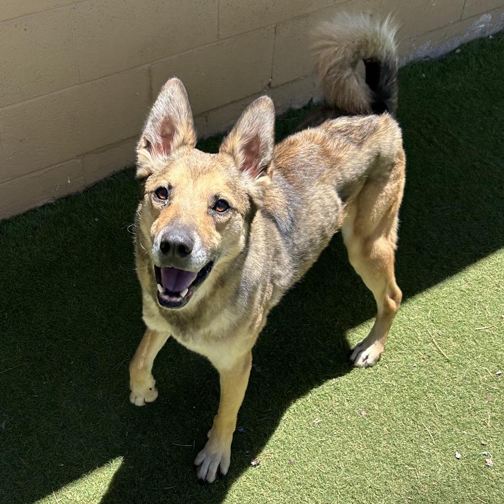 Apollo, Adoptable, Adult Male Shepherd.