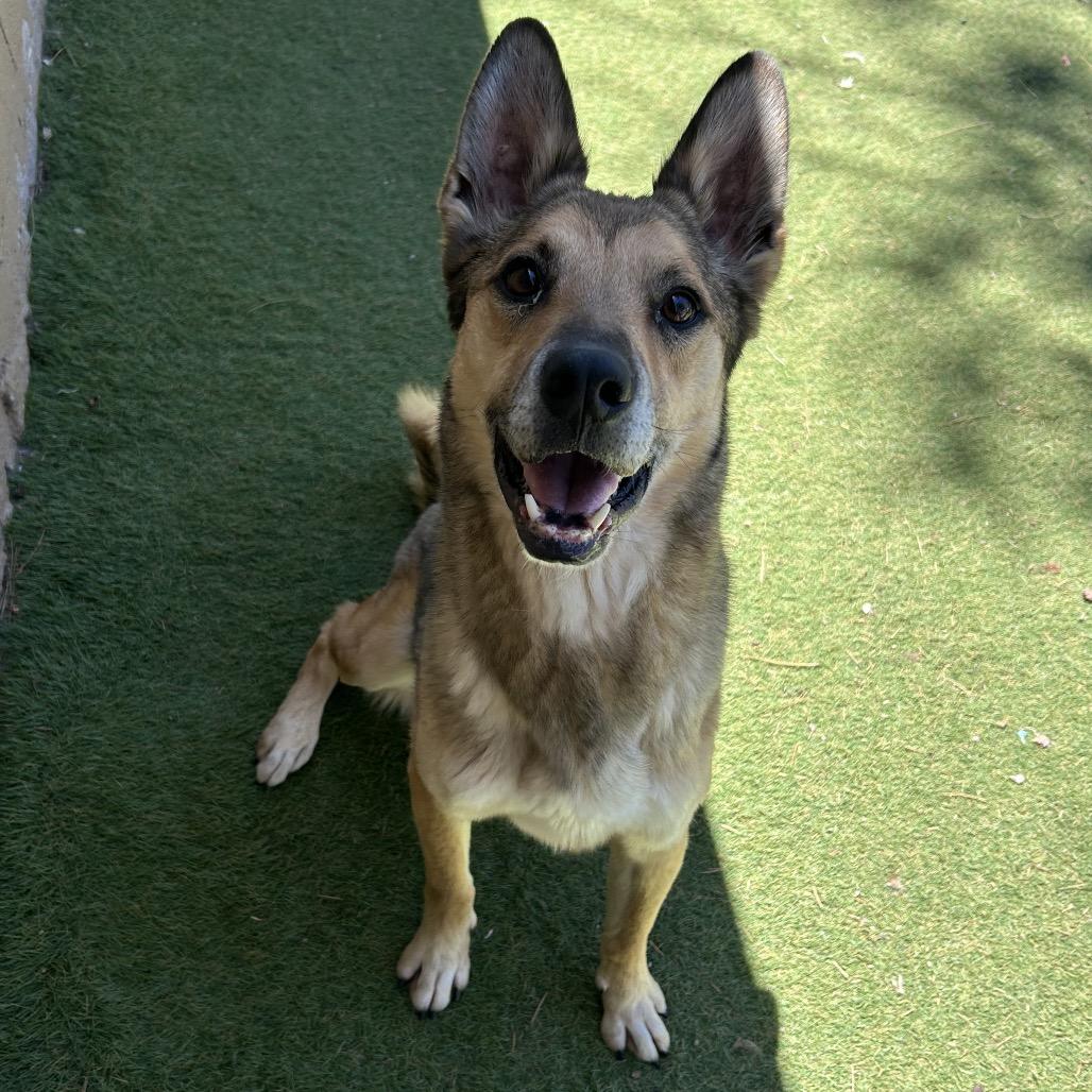 Enlarge Apollo, a Adoptable Shepherd in Flagstaff, AZ image 2/6