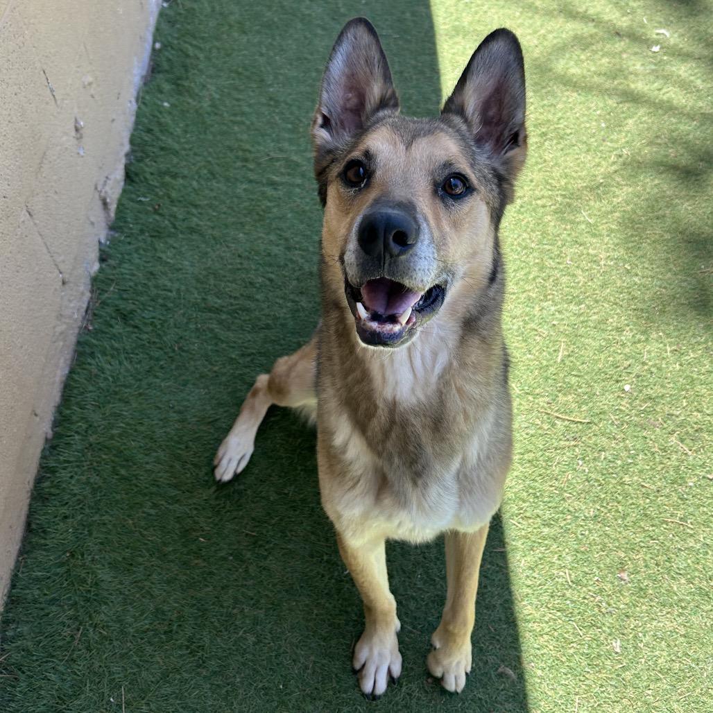 Enlarge Apollo, a Adoptable Shepherd in Flagstaff, AZ image 3/6