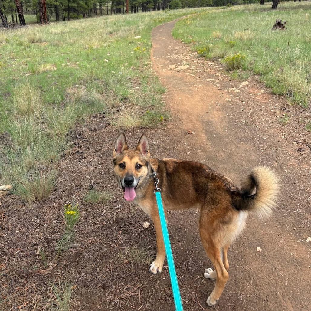 Enlarge Apollo, a Adoptable Shepherd in Flagstaff, AZ image 4/6