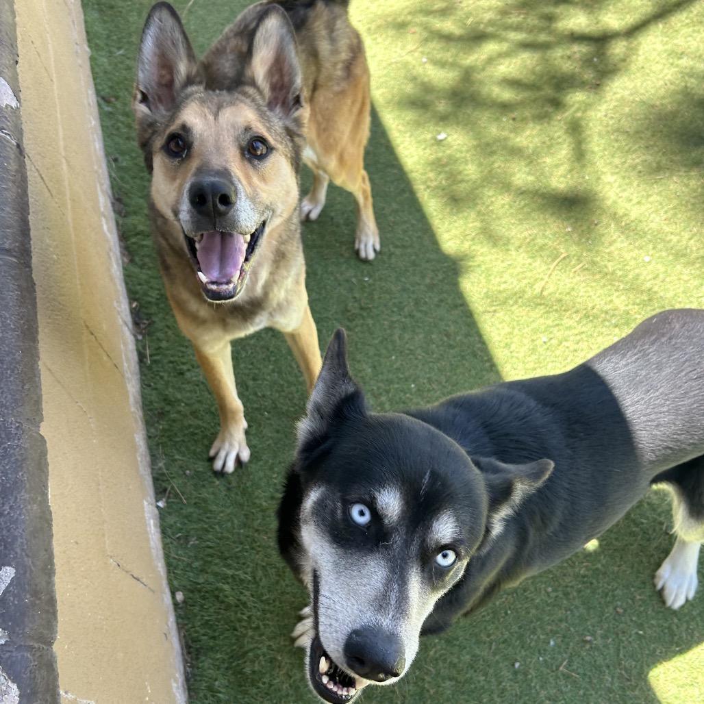 Enlarge Apollo, a Adoptable Shepherd in Flagstaff, AZ image 5/6