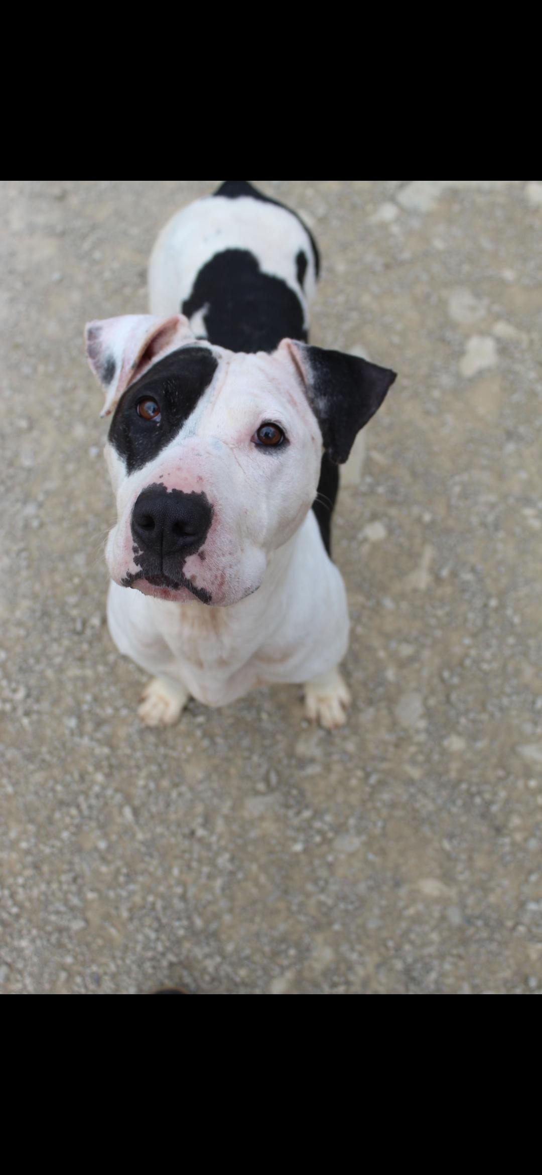 Enlarge Lucille , an adopted mixed breed in Berea, KY image 1/1