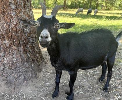 Enlarge Rosalina, a Adoptable Goat in Sultan, WA image 1/1