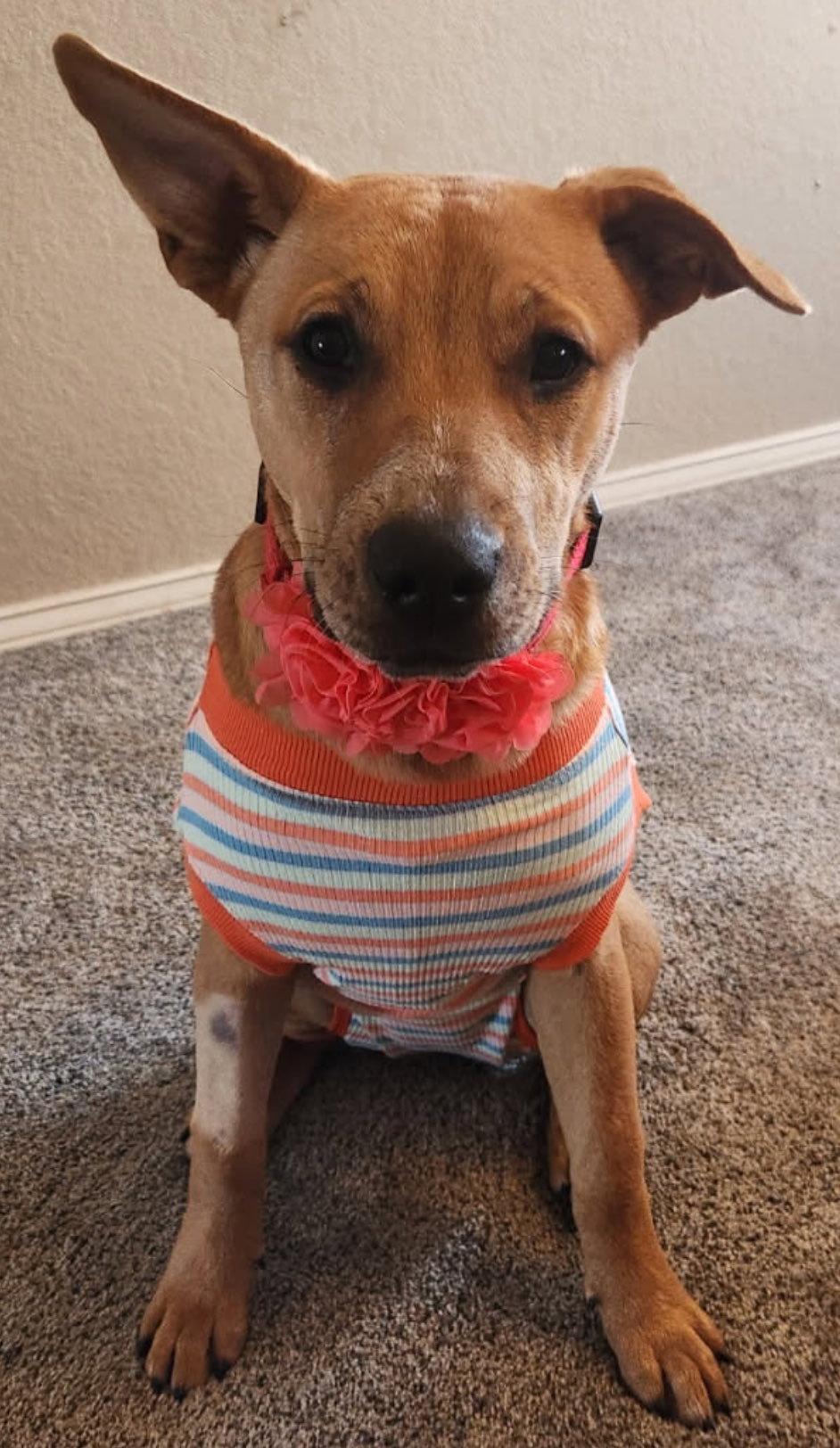Georgia, Adoptable, Young Female Labrador Retriever & Shepherd.