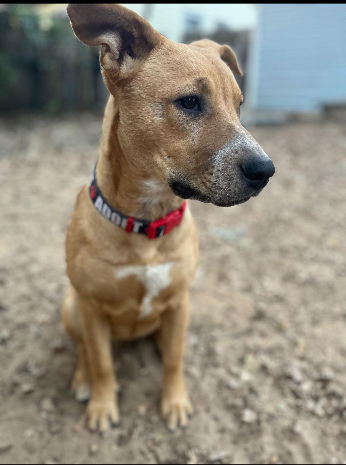 Georgia O'Keefe, Adoptable, Young Female Labrador Retriever & Shepherd.