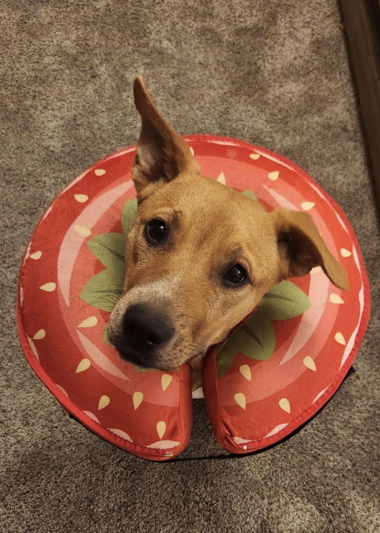 Enlarge Georgia O'Keefe, a Adoptable mixed breed in Fort Worth, TX image 2/3